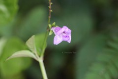 Asystasia dalzelliana